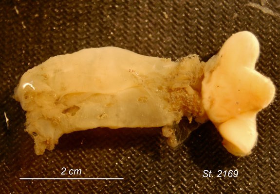 "Este pentru prima oara cand o vedem dupa 140 de ani". Ce au descoperit cercetatorii in Atlantic