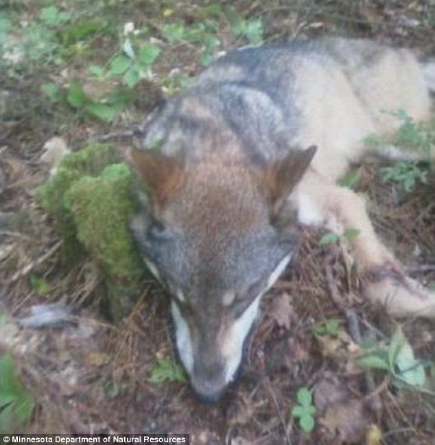 Un adolescent aflat intr-o excursie cu cortul a fost muscat de cap de un lup