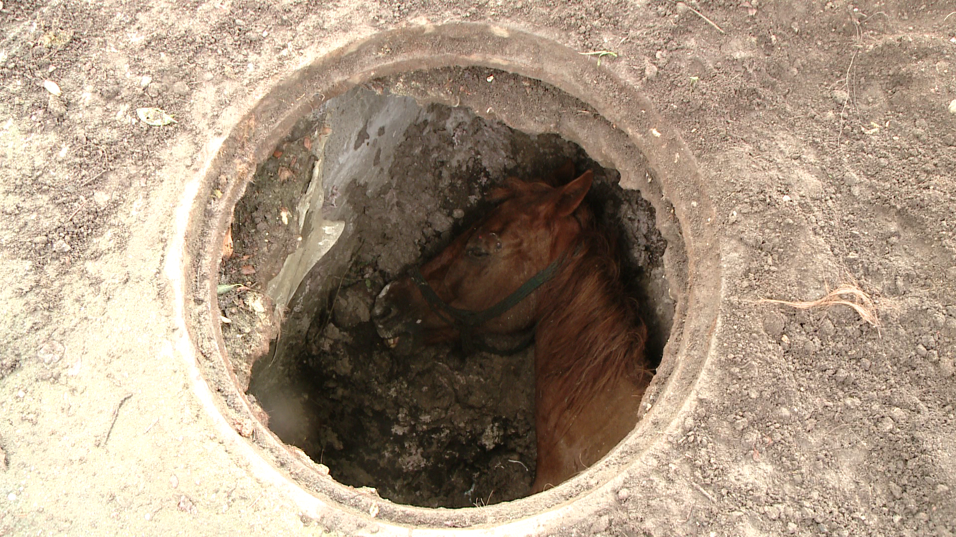 VIDEO. Operatiune dramatica de salvare. O iapa cazuta in canal a fost salvata cu ajutorul unui caine