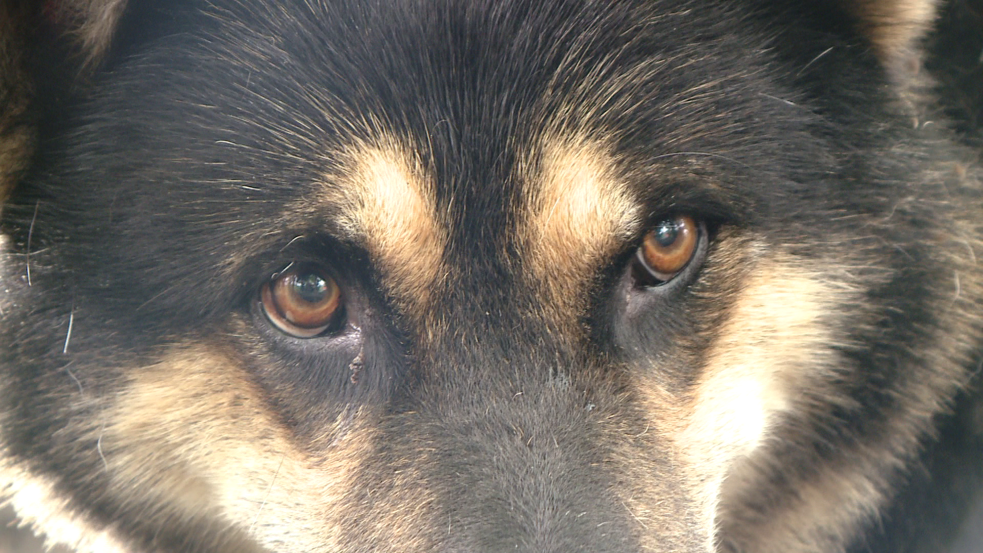 Sterilizarea cainilor in clinica mobila, un fiasco. Ce ii asteapta pe detinatorii de animale