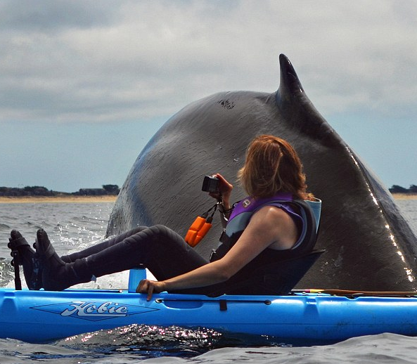 Un moment unic pentru o turista: o balena cu cocoasa si-a facut aparitia la un metru de ea