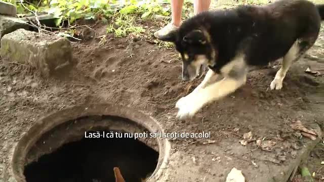 Operatiune de salvare emotionanta. Un catel s-a luptat sa scoata un cal cazut intr-un canal