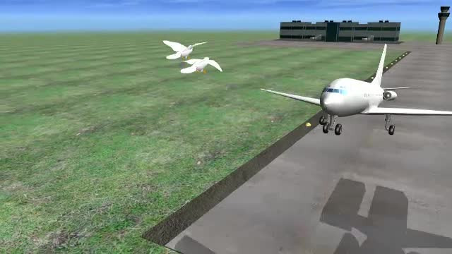 ANIMATIE GRAFICA. Ce s-a intamplat cu un avion dupa ce a lovit un stol de pescarusi la Sibiu