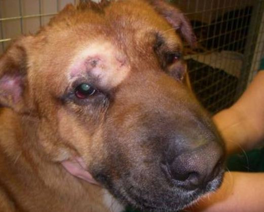 Chinurile traite de un caine: a fost impuscat de 6 ori de stapanul sau si lasat sa moara