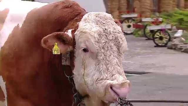 Baltata romaneasca, "chinezarie" pe bani frumosi. Exportam vaci si porci celor mai mari consumatori