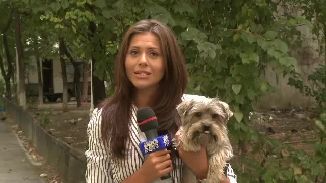 Sterilizarea cainilor cu stapan din Capitala se face pe banii Primariei. Ce risca cei care refuza