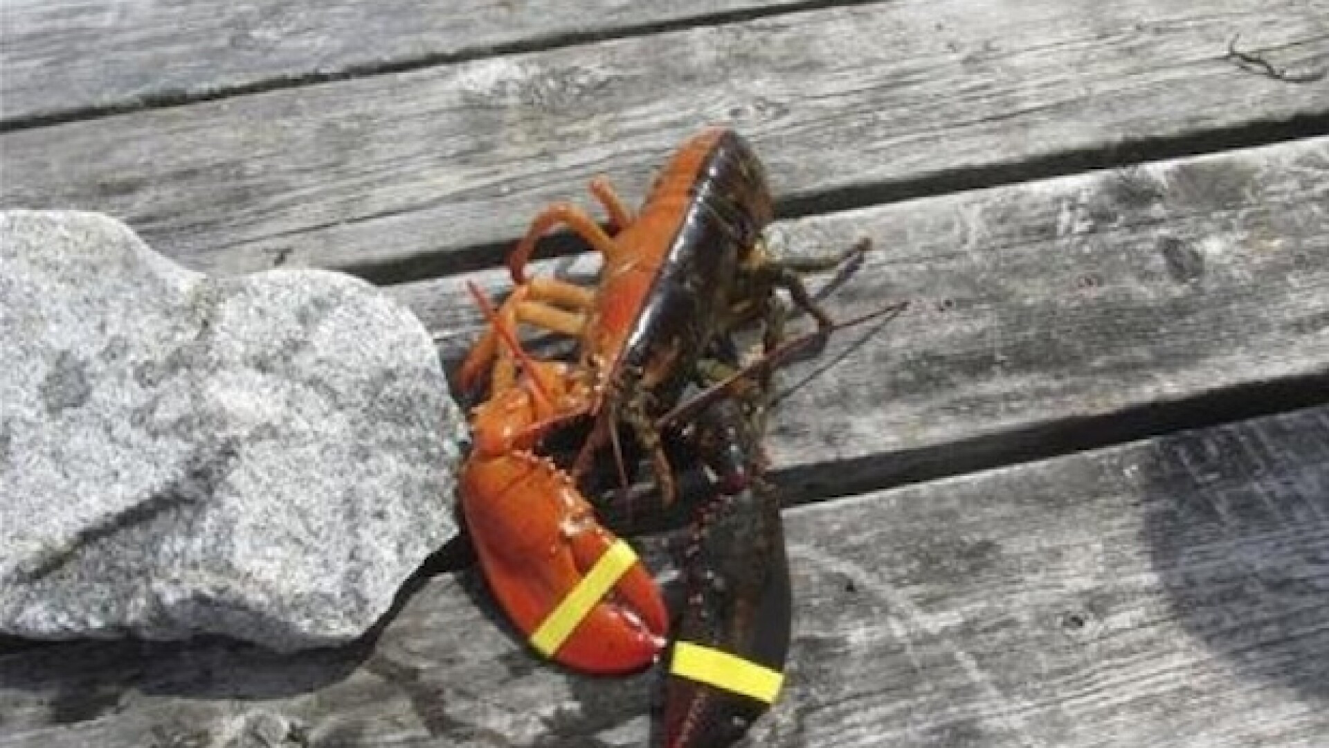 Sanse de 1 la 50 de milioane. Cum arata homarii aproape imposibil de prins. VIDEO