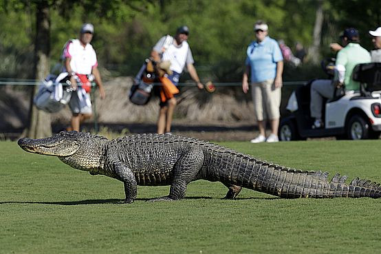 Un barbat din SUA si-a pierdut doua degete, dupa ce a fost atacat de un crocodil pe un teren de golf