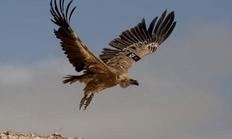 O barza, suspectata de spionaj in Egipt. Istoria animalelor implicate in "scandaluri informatice"