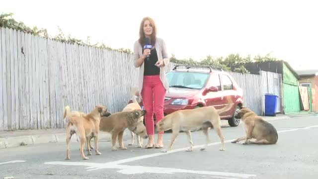 Marile probleme ale unei Capitale cotropite de maidanezi. Autoritatile ridica iresponsabil din umeri