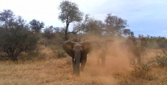 Momentul in care un safari se transforma intr-un cosmar. Elefantii au atacat masina acestor turisti