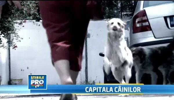 Marile probleme ale unei Capitale cotropite de maidanezi. Autoritatile ridica iresponsabil din umeri