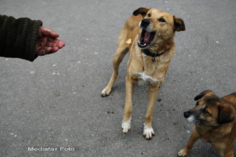 16.000 de bucuresteni au fost muscati de maidanezi in ultimul an. La cat s-a ridicat tratamentul