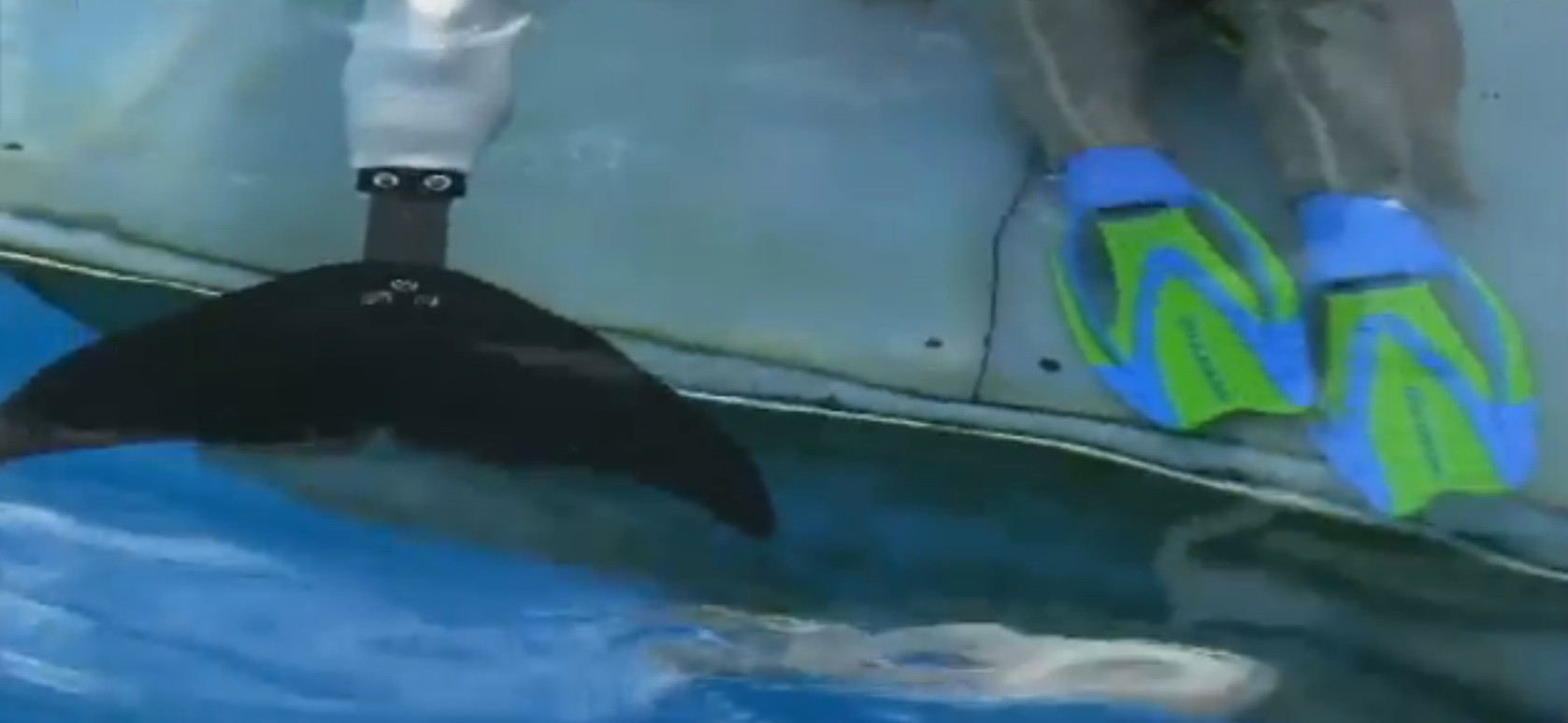 Moment emotionant. Un copil si un delfin, ambii cu proteze in loc de membre, au inotat impreuna