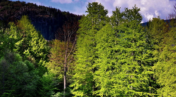 Un batran de 72 de ani a supravietuit singur in padure timp de 18 zile, mancand serpi si soparle
