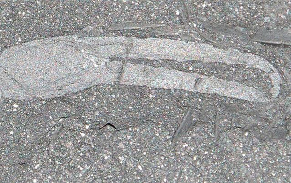 Fosila celui mai vechi animal terestru din emisfera sudica, descoperita in Africa de Sud