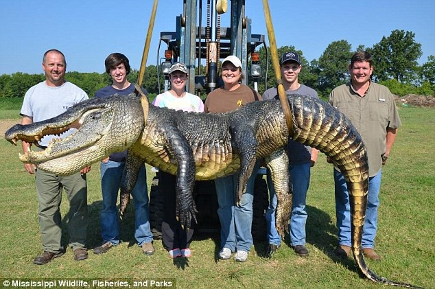 "Este un monstru". Trei vanatori au prins un aligator urias, de 330 de kilograme. FOTO