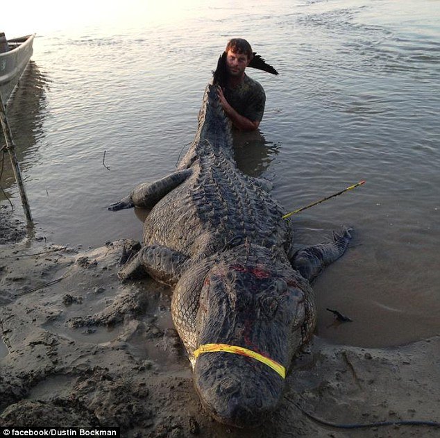 aligator