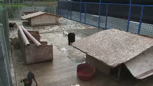 Exemplul oraselor Brasov si Oradea. Cum au rezolvat autoritatile problema cainilor fara stapan