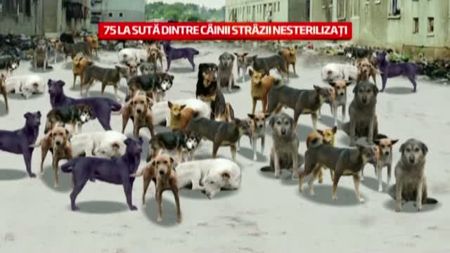 Un maidanez la 30 de locuitori, situatie unica in Europa. Problemele din sistem care ne-au adus aici