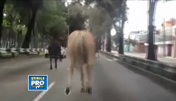 CLIPUL ZILEI: Caii politiei din Mexic s-au speriat din cauza motoarelor masinilor