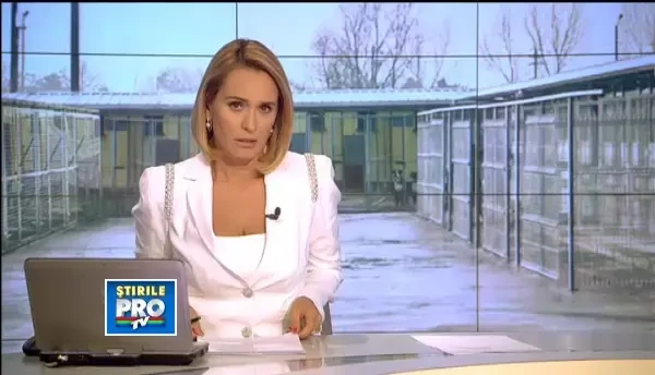 Capitala celor 8 hingheri la 65.000 de maidanezi. Banii alocati se duc pe carburanti si detergenti