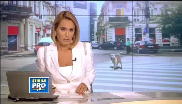 Un maidanez la 30 de locuitori din Capitala.Situatia nu e intalnita in nicio alta capitala europeana