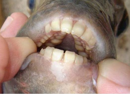 Pestele care ataca organele genitale masculine a ajuns in apele din Europa