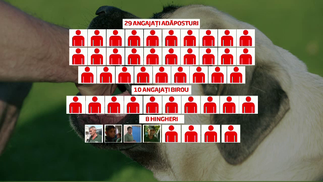 8 hingheri pentru 65.000 de maidanezi. Cum au mascat edilii Capitalei risipa de bani cu acte legale