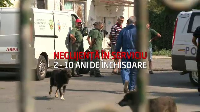 neglijenta caini ionut - 1