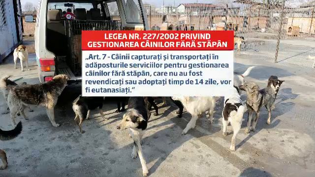 Legea maidanezilor, meciul politic de ping-pong in care viata pierde. De ce politicienii au evitat-o