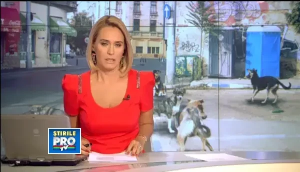 Sorin Oprescu cere referendum pe tema eutanasierii maidanezilor. Voi face asa cum vor bucurestenii