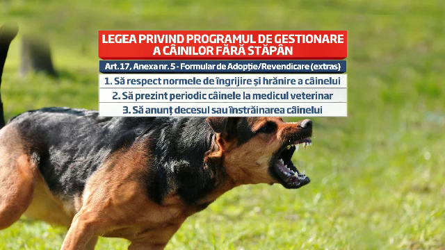 Cum au ajuns "iubitorii de animale" sa sfideze legea si sa intretina adoptiile false de maidanezi