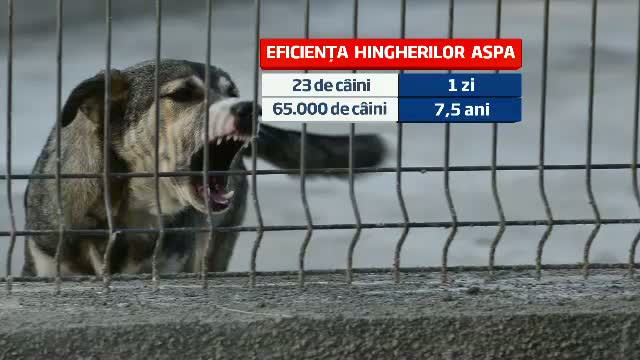 Cati ani le-ar lua, in ritmul actual, celor 8 "stingheri" din Capitala sa prinda toti maidanezii