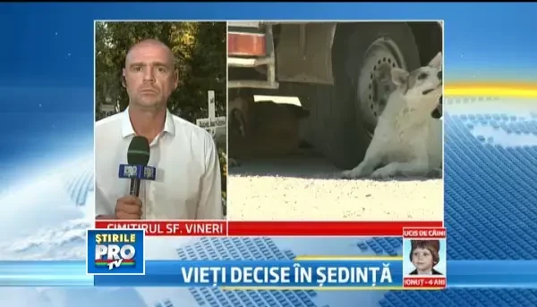 Cati ani le-ar lua, in ritmul actual, celor 8 "stingheri" din Capitala sa prinda toti maidanezii