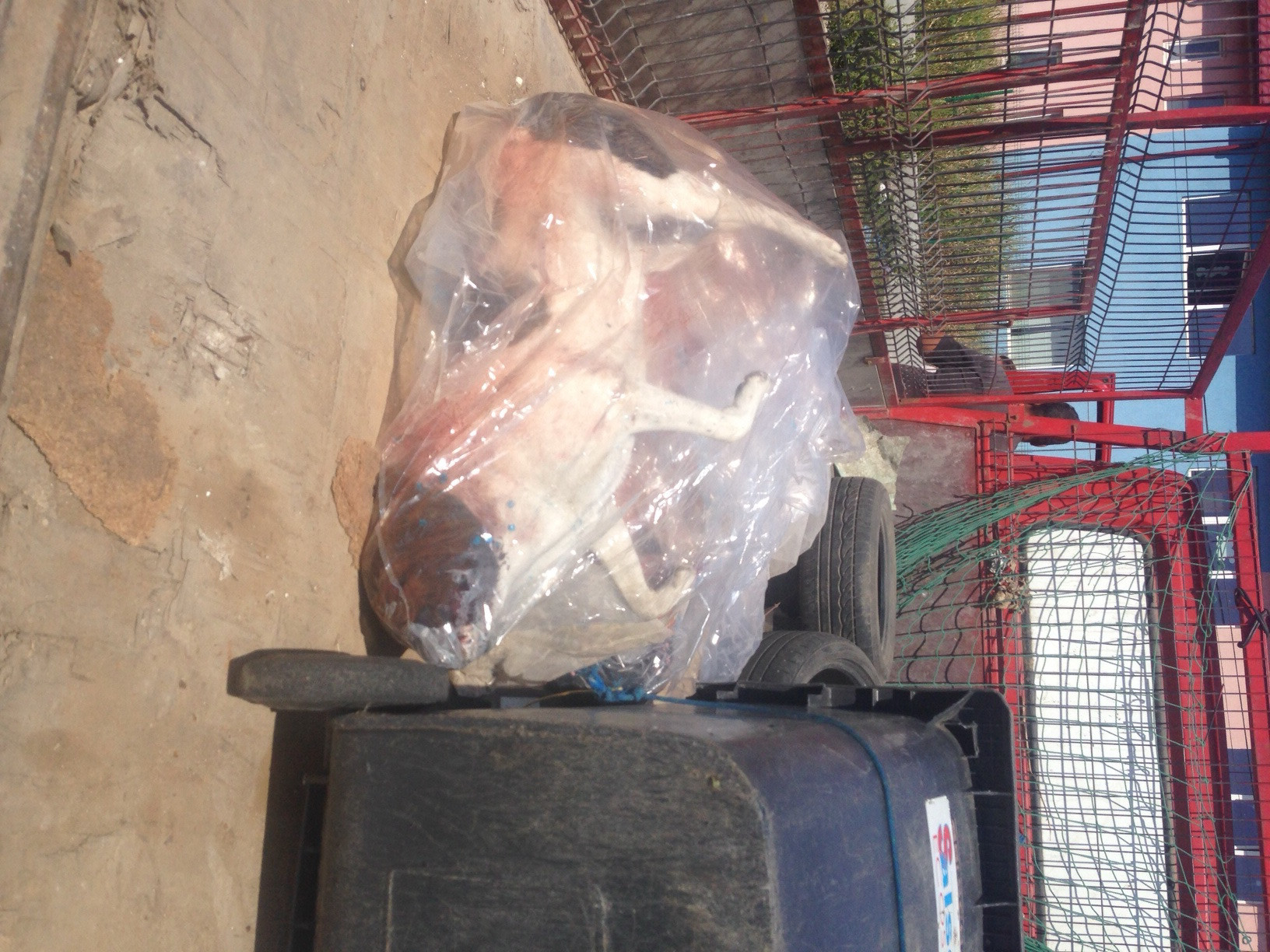 Imagini socante. Mai multi maidanezi ar fi fost otraviti vineri dimineata la marginea Capitalei