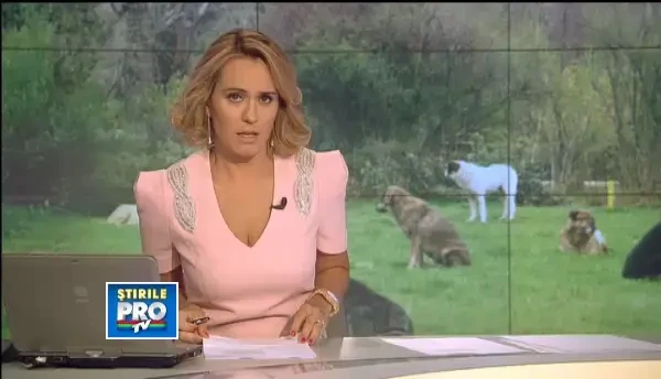 Brigitte Bardot denunta demersurile pentru eutanasierea cainilor maidanezi din Romania