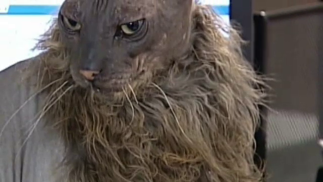 Cel mai urat motan din lume a murit la varsta de 12 ani. Liliacul Pocit avea o multime de fani