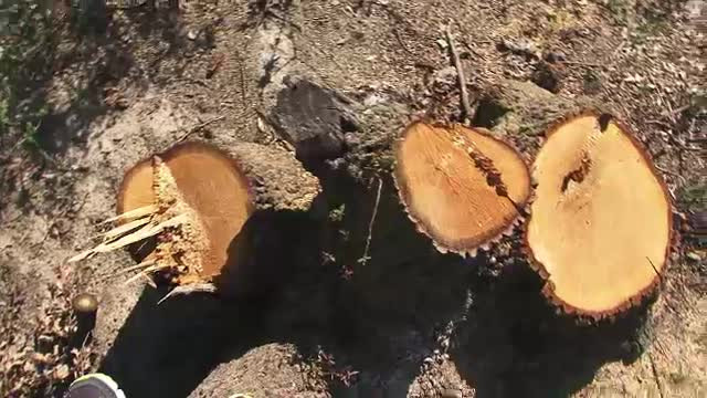 Peste 1.866 de arbori taiati ilegal in judetul Maramures