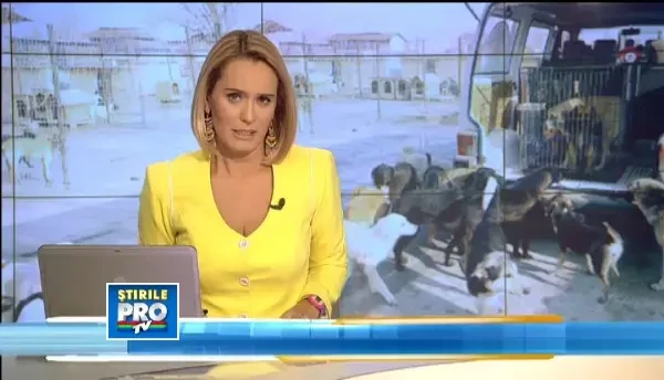 11 echipe de hingheri ii ridica pe maidanezi. Trei persoane au fost muscate astazi in Bucuresti