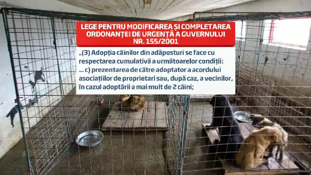 Procedura de adoptie pentru maidanezii din adaposturi. Cei care ii vor abandona risca dosar penal