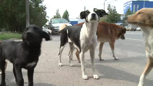 Incep amenzile pentru timisorenii care nu si-au sterilizat cainii. Cum se vor face controalele