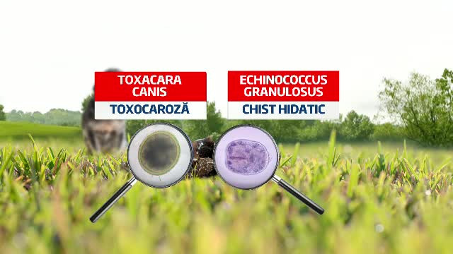 Riscurile nevazute ale maidanezilor de pe strazi. Cum pot lua copiii boli parazitare