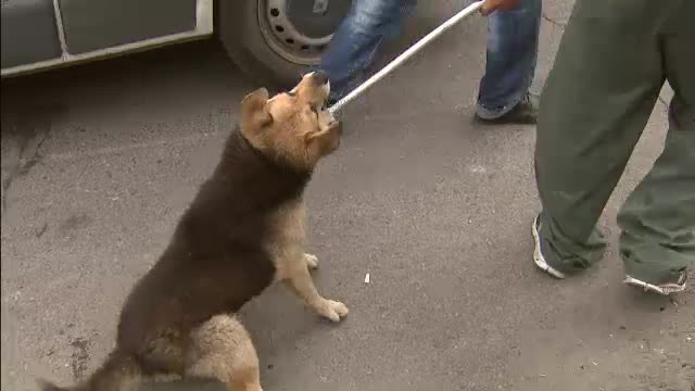 92 de caini stransi in Capitala cu sange si lacrimi. Unul dintre maidanezi a muscat un hingher