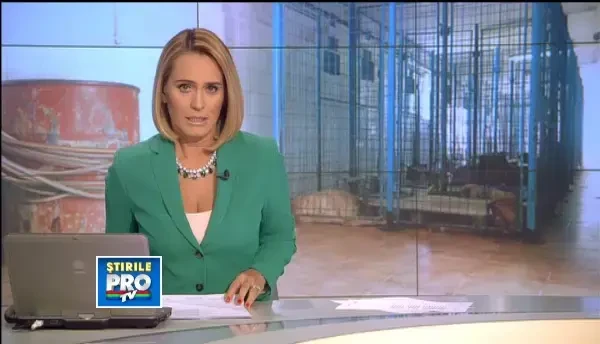 92 de straini stransi in Capitala cu sange si proteste. Unul dintre maidanezi a muscat un hingher