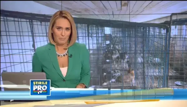 Procedura de adoptie pentru maidanezii din adaposturi. Cei care ii vor abandona risca dosar penal