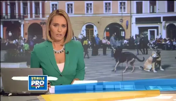 Soarta cainilor fara stapan din tara. Ce strategii au primariile si cum vor aplica noua lege