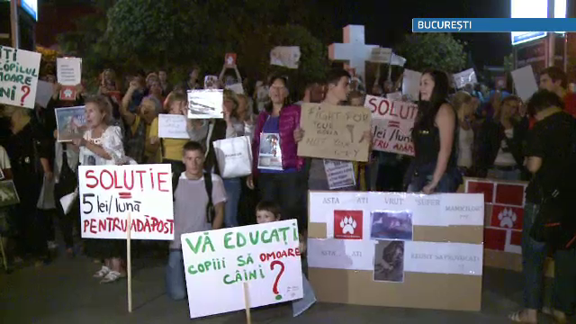 Proteste in toata tara fata de legea care permite eutanasierea maidanezilor. Solutia propusa