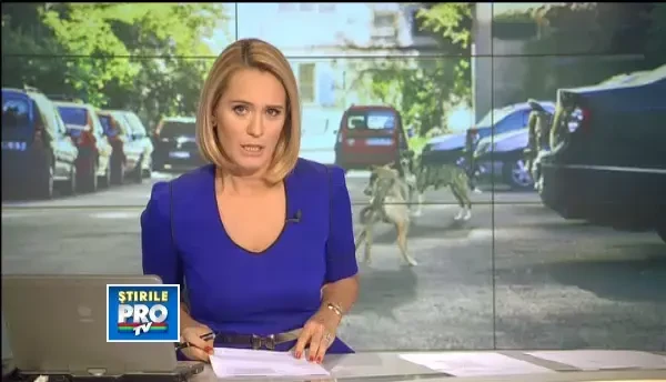 Metoda prin care bucurestenii incearca sa se protejeze.Cum functioneaza dispozitivele anti-maidanezi