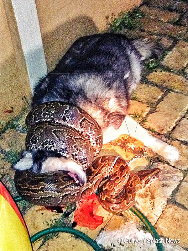 Momentul terifiant in care un piton isi ucide victima. "Era cel mai iubit membru al familiei". FOTO